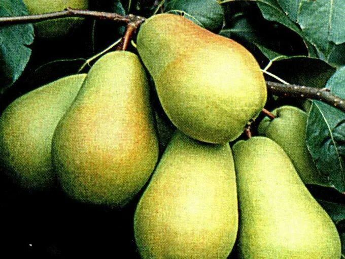 Груша карачаевская фото