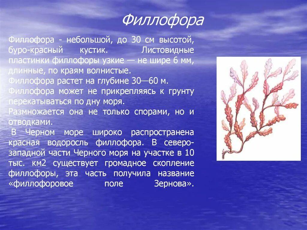 Обитание красных водорослей. Филлофора водоросль описание. Водоросли Филлофора доклад. Филлофора водоросль сообщение кратко. Красные водоросли Филлофора.