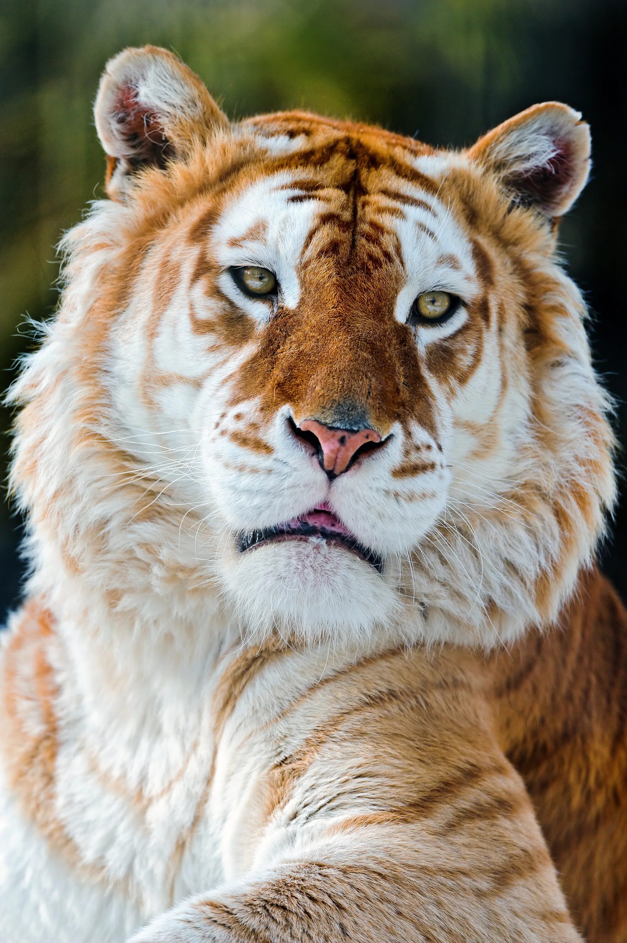 Золотой тигр альбинос. Золотой бенгальский тигр. Лигр Гита. Золотой тигр тигр. Самые красивые звери
