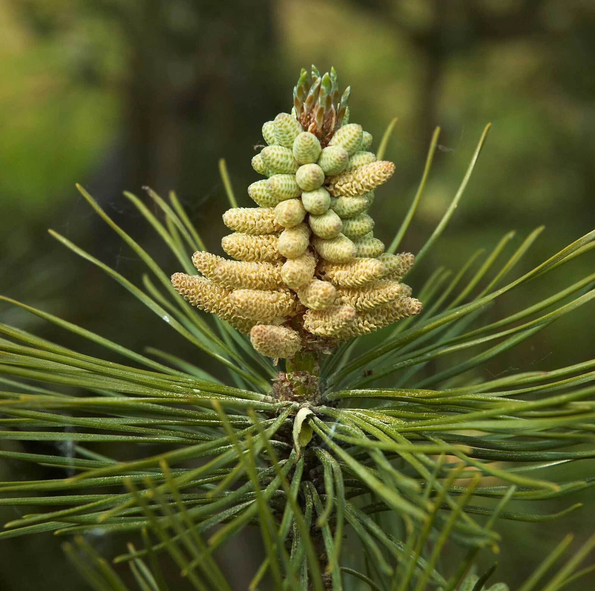 Сосна нигра описание. Pinus nigra. Сосна Нигра Австрийская. Сосна черная Пинус Нигра. Сосна Pinus nigra.