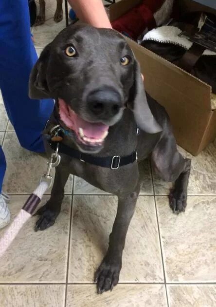 Starving dog 'Alex' is rescued by animal lovers