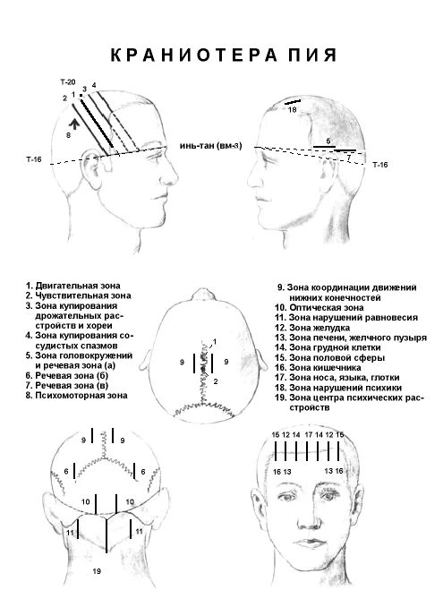 массаж точечный для логопеда. краниопунктура воздействие на зоны головы. какой автор предложил массаж краниопунктуру. скальпотерапия речевых зон. схема иннервации речевого аппарата.