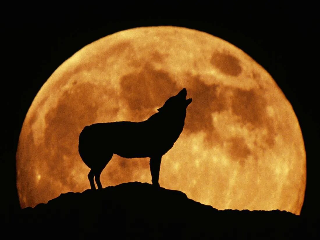 Волки воют на луну песни. Волк воет на луну. Волк и Луна. Собака воет на луну. Лунные волки.