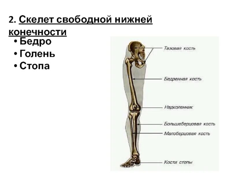 Соединение костей особенности строения конечностей. Строение и соединение костей конечностей. Скелет нижних конечностей человека таблица. Соединение костей скелета нижней конечности. Кости нижней конечности, строение, соединения..