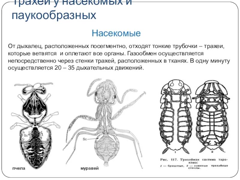 Органы дыхания трахеи у насекомых. Трахейная система насекомых. Трахейное дыхание у насекомых. Дыхальца насекомых расположены на. В чем особенность трахейного дыхания