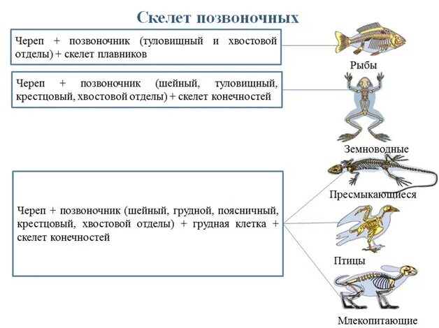 Функции скелета позвоночника. Скелет позвоночных животных. внутренний скелет позвоночных. строение скелета позвоночных животных. внутренний скелет характерен для.
