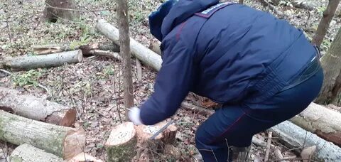 Уголовное дело лесничество