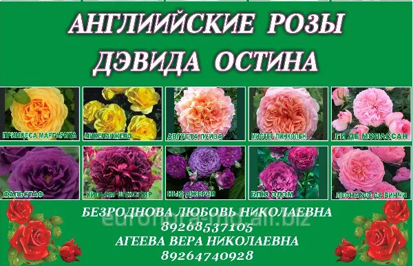 Роза английская Claire Austin - Купить саженцы в Екатеринбурге в интернет-магази
