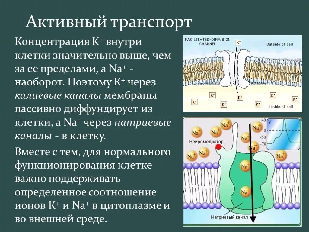 Активный транспорт веществ через мембрану натрий калиевый насос. Активный и пассивный транспорт ионов через мембрану. Активный транспорт через плазматическую мембрану. Активный ионный транспорт через клеточные мембраны.