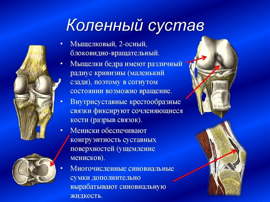 Связи коленного сустава. Анатомия коленного сустава мыщелки. Связочный аппарат коленного сустава анатомия. Строение коленного сустава мыщелки. Коленный сустав строение анатомия связки.