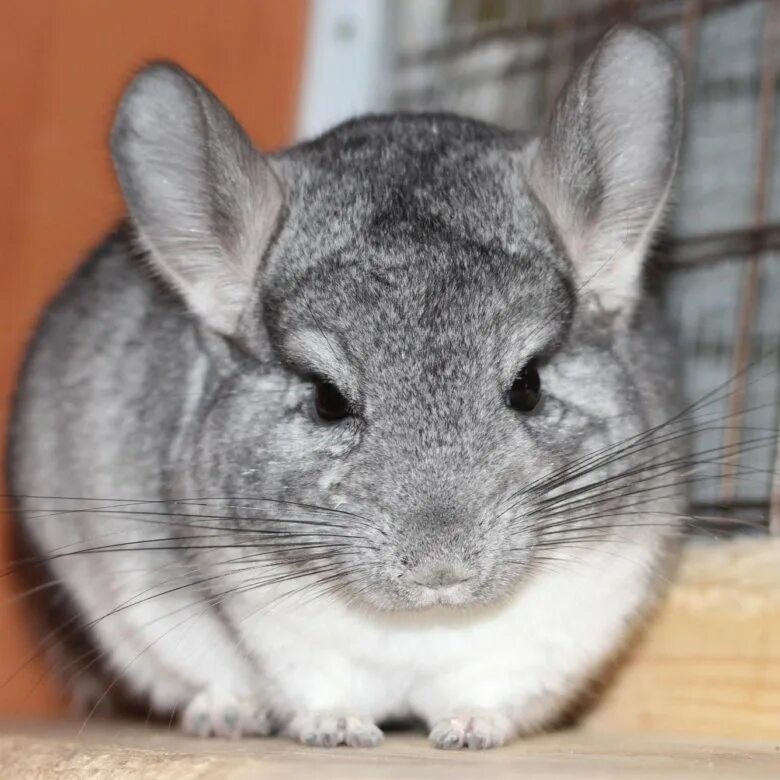 Слепая шиншилла. Chinchilla 500. Chinchilla 500. Мадам шинши. Chinchilla 500.