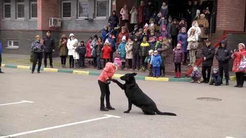 Кинолог нижний новгород