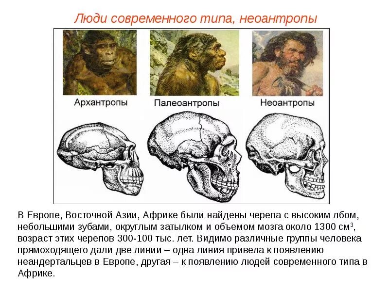 Череп неандертальца и кроманьонца. Неоантропы строение черепа. Неоантропов (новый человек – человек разумный). Неоантроп кроманьонец. Гоминиды объем мозга