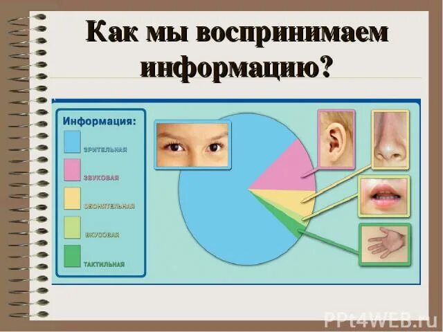 Как мы воспринимаем информацию. Как мы воспринимаем информма. Как человек воспринимает информацию. Мозг воспринимает информацию. Легко воспринимаемая информация