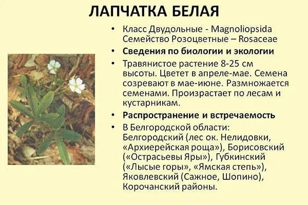 Лапчатка гусиная семена купить тюмень - купить по низкой цене на Яндекс Маркете