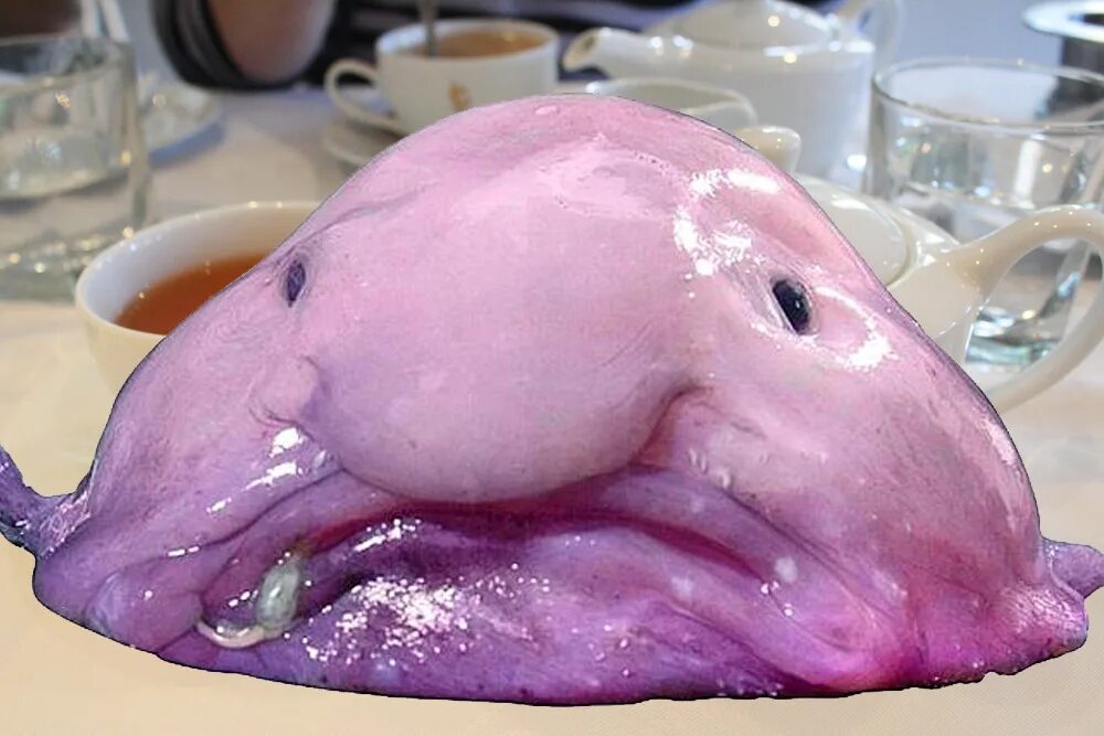 This is what a blobfish looks like underwater for any of those that haven’t seen