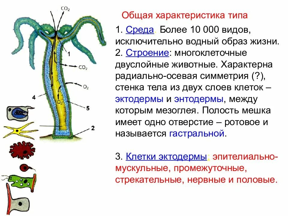 Имеет гастральную полость. Кровеносная система кишечнополостных 7 класс. Биология 7 класс Кишечнополостные половая система. Полость кишечнополостных. Кишечнополостные строение.