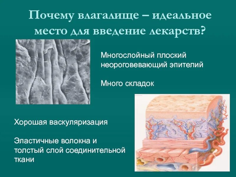 Функции эластических волокон. Эластичные волокна. эластические волокна препарат. строение эластических волокон. эластичные волокнаволокна.