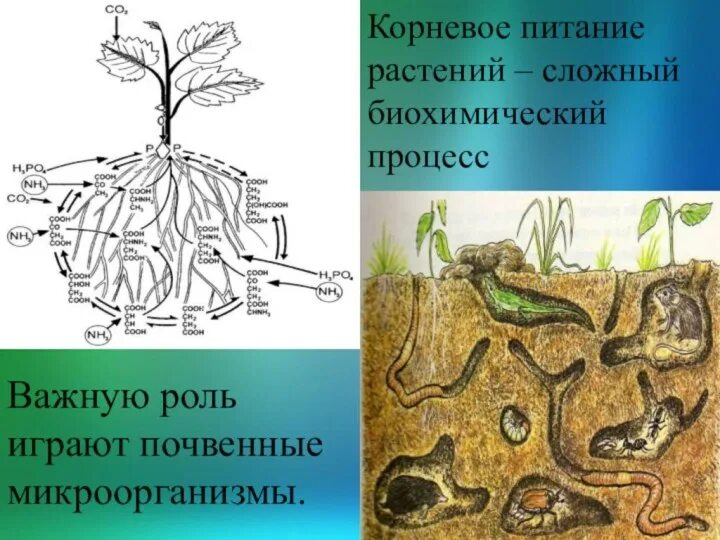 Корневое питание растений. Корневое питание растений схема. Корневое питание растений 6 класс. Почвенное питание корня растения.