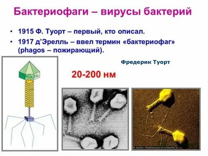 Бактериофаги что это простыми словами