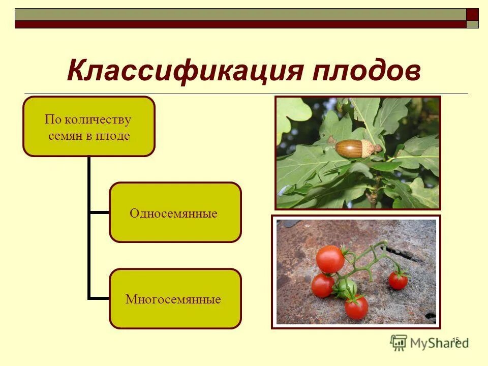 презентация на тему плоды 6 класс биология. сколько плодов дает. ананаса плоды — в соплодие. классификация плодов односемянные и многосемянные. сколько плодов дает.