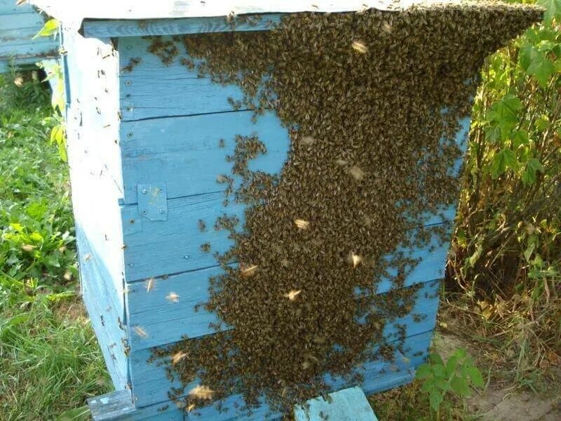 Можно ли ставить ульи. Роение пчел в улье. Улей на пасеке. Роение пчёл предупреждение. Роение муравьев.