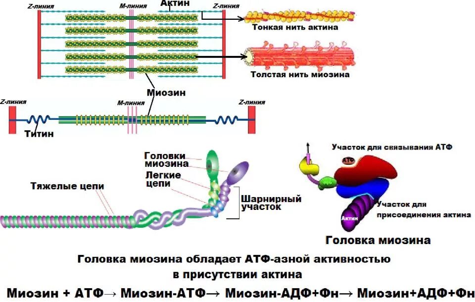 Сокращение белков актина и миозина. Сокращение белков актина и миозина. Функции актина биохимия. Механизм сокращения мышц тропонин\. Актин фибриллярный белок.