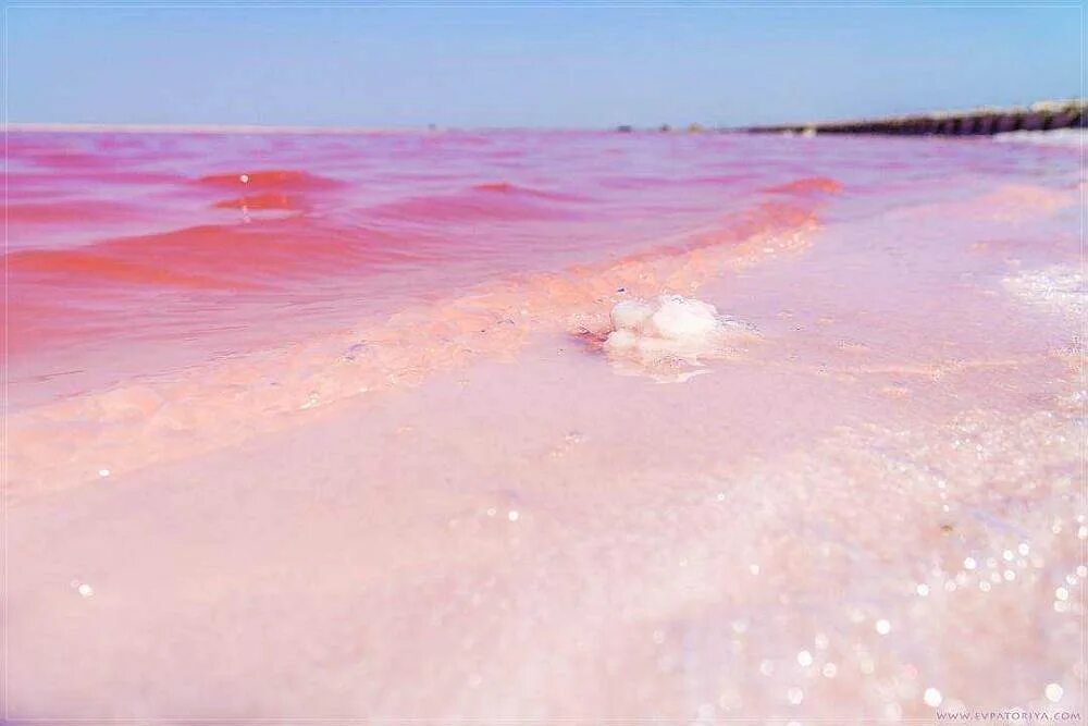 Розовый водоем в крыму. Сасык Сиваш озеро. Озеро Сасык Сиваш Евпатория. Соль Сасык Сиваш. Розовое озеро в Крыму Сасык Сиваш.