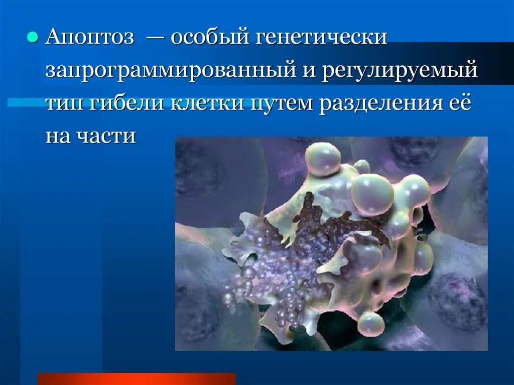 Апоптоз и некроз презентация. Апоптоз презентация. Апоптоз слайд. Апоптоз это генетически. Апоптоз клеток это