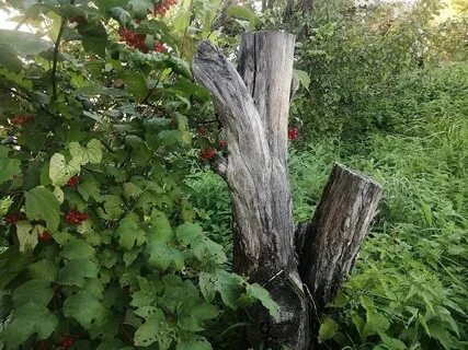 Дачная помощь
