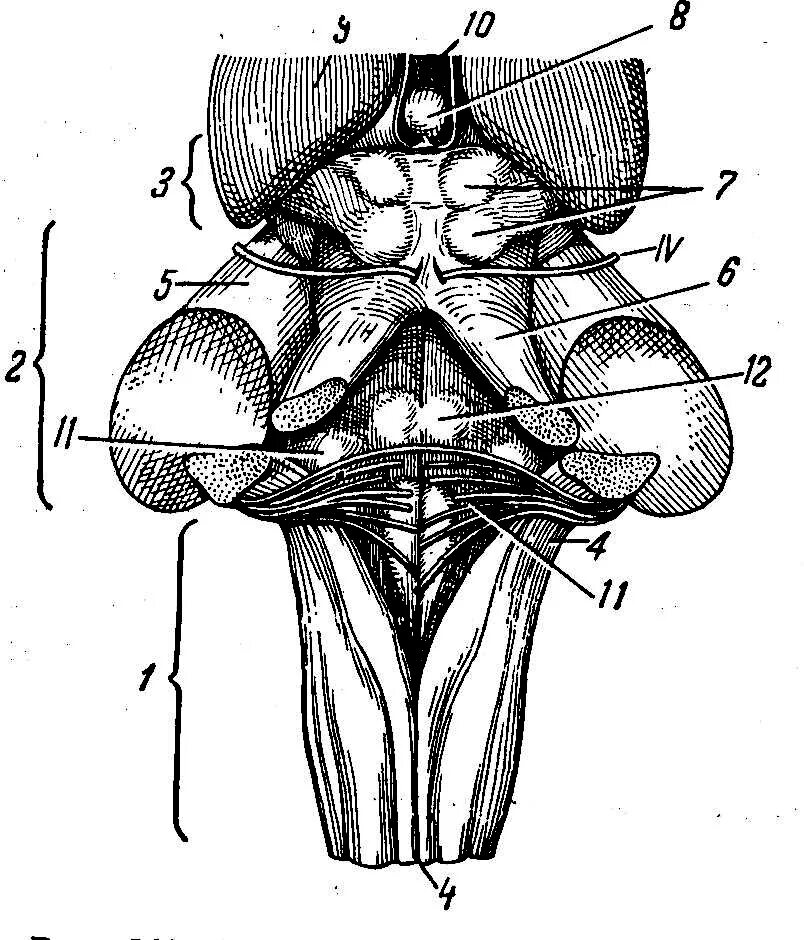 Поверхности заднего мозга. Ствол мозга четверохолмие. Ствол головного мозга спереди. Дорсальная поверхность среднего мозга.