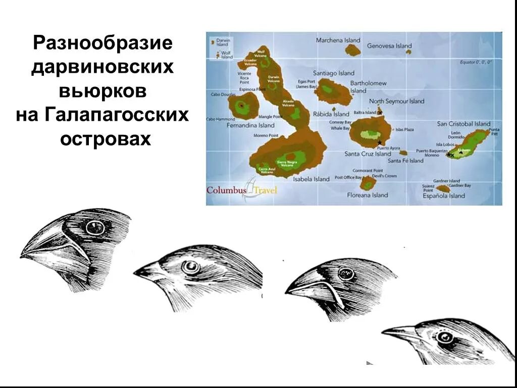 Разнообразие вьюрков. Разнообразие Галапагосских Вьюрков. Дарвин вьюрки Галапагосские острова. Вьюрки Галапагосского архипелага. Разнообразие дарвиновских Вьюрков на Галапагосских островах.
