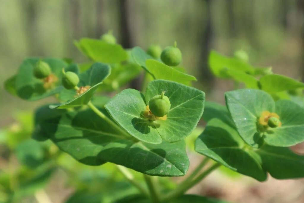 Молочай Палласа Фишера. Молочай Палласа. Молочай Палласа или Фишера (Euphorbia fischeriana). Молочай Палласа трава. Молочай корень мужик корень