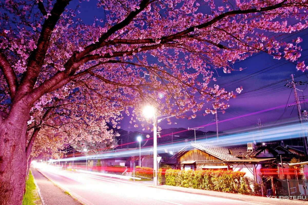 Токио пригород сакура. Чидоригафучи токио. Парк с сакурой в токио. Цветение сакуры в японии 2023. Цветение сакуры в токио.