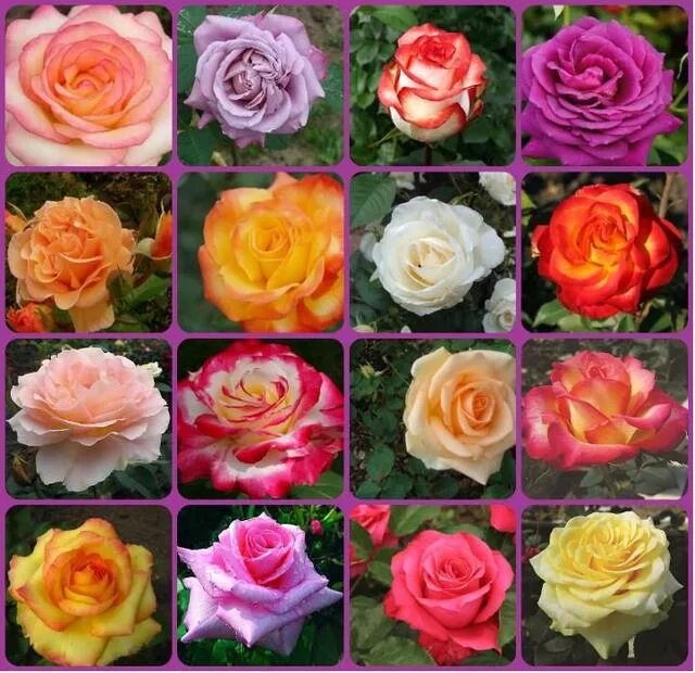 Как отличить розы