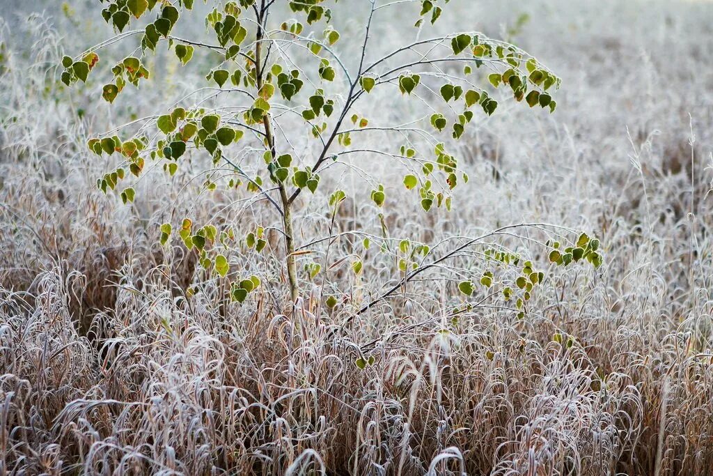 Заморозки. Заморозки в Башкирии. Иней в сентябре. Осенние заморозки огород. Заморозки в подмосковье