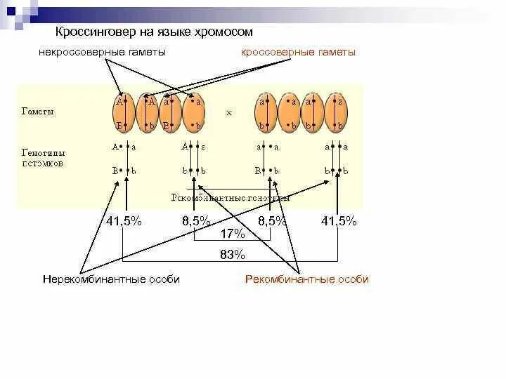 Генотип ааввсс образует гаметы. Некроссоверные гаметы. Рекомбинантные гаметы. Кроссоверные (рекомбинантные) гаметы:. Кроссоверные и некроссоверные особи.