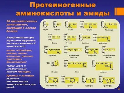 Протеиногенные аминокислоты состав