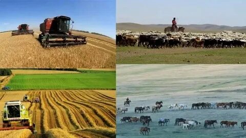 Главная отрасль хозяйства монголии