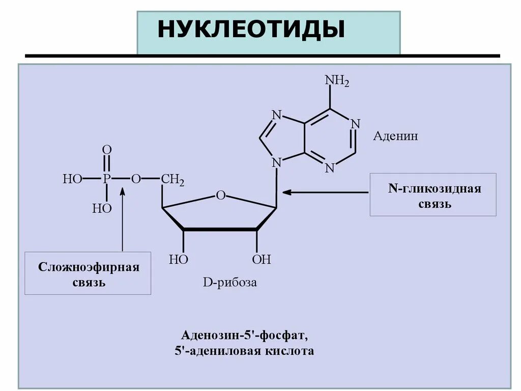 Гуаниновый нуклеотид. Структура нуклеотида связи. Строение нуклеотида на примере аденина. Формула нуклеотида аденина. Аденин строение нуклеотида.