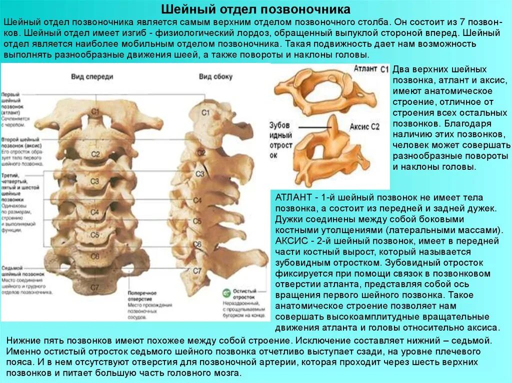 Тело позвонка шейного. Строение шейного отдела позвоночника. Шейные позвонки анатомия человека. 4-7 Позвонок шейного отдела позвоночника.