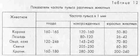 Сколько ударов в минуту у кошки. Сколько ударов в минуту у кошки