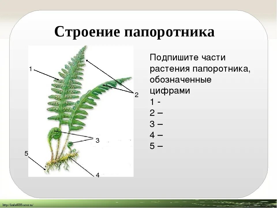 Папоротник Щитовник мужской строение. Папоротник Щитовник мужской внешнее строение. Строение папоротника щитовника мужского схема. Строение спорофита папоротника. Каким номером на схеме обозначена спора папоротника