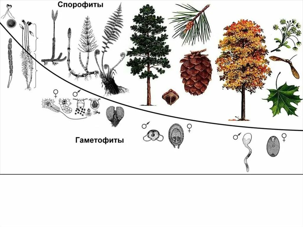Женский спорофит. Эволюция гаметофита растений. Эволюция гаметофита и спорофита схема. Жизненные циклы растений гаметофит и спорофит. Чередование поколений спорофита и гаметофита.