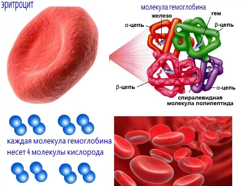 Гемоглобина красных клеток крови