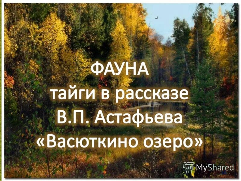 Васюткино озеро уроки тайги таблица. Животный мир тайги Васюткино озеро. Васюткино озеро растительный мир тайги. Животные тайги из рассказа Васюткино озеро. Тайга Васюткино озеро.