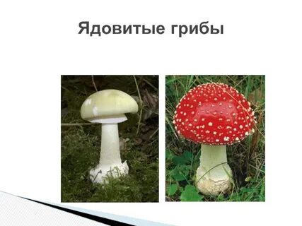 Ядовитые грибы картинки для детей