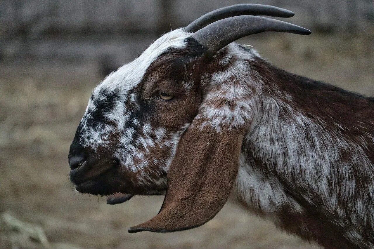 Ушами порода козы. Дамасская коза породы. Длинноухие козы нубийские. Уши у нубийских коз. Лопоухая коза.