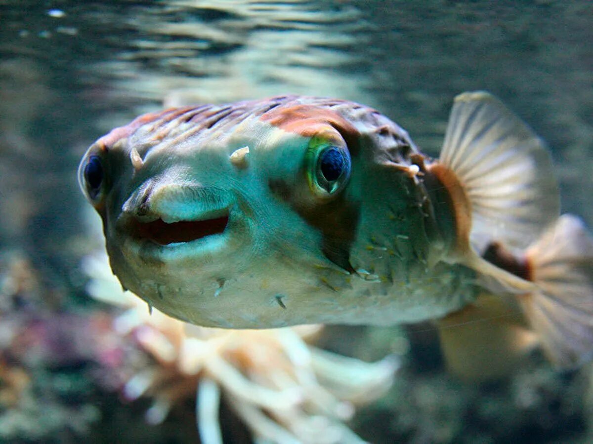 Рыба фугу. Фугу в Средиземном море. Ядовитая рыба фугу. Фугу (рыба-шар). Рыба фу