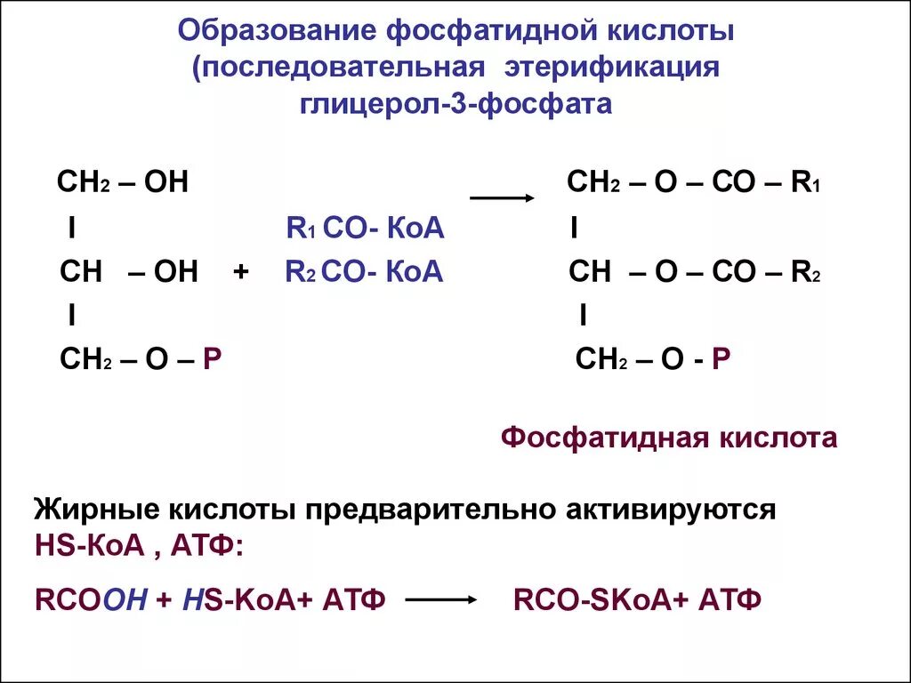 Реакция образования фосфатидной кислоты. Схема реакции образования глицерол-3-фосфата.. Образование фосфатидной кислоты из глицерол-3-фосфата. Реакции синтеза фосфатидной кислоты.